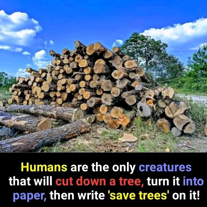 KalidYussuf's tweet photo. Bani-aadamku waa noolaha kaliya, kuwaas oo jara geedaha ka dib warqado u badala kuna soo qora waraqadahaas "Dhirta yaan la jarin ee ha la ilaaliyo". 
@savetrees
@Human https://t.co/K7TWZzgxIV