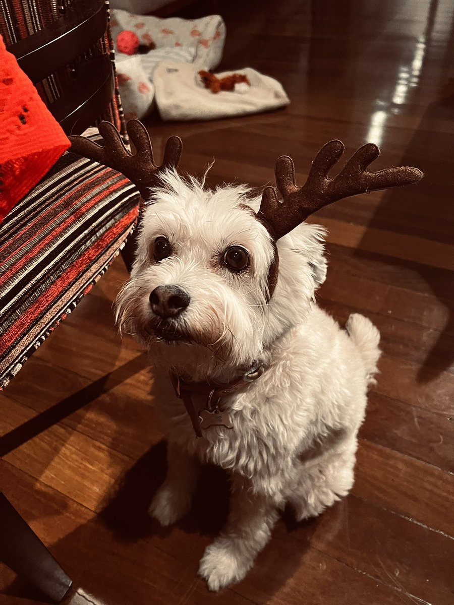 guinapolitano's tweet photo. Feliz Natal bbs 🫶🏼🎄 https://t.co/zaVjNlwoio