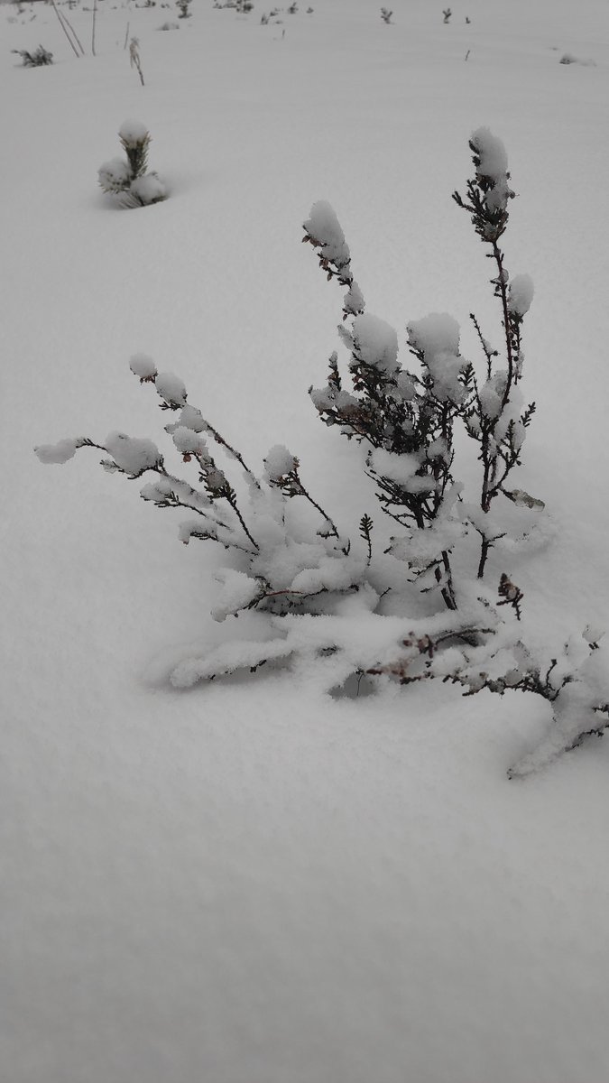 Поездки в лесничество за елкой становятся нашей семейной традицией.