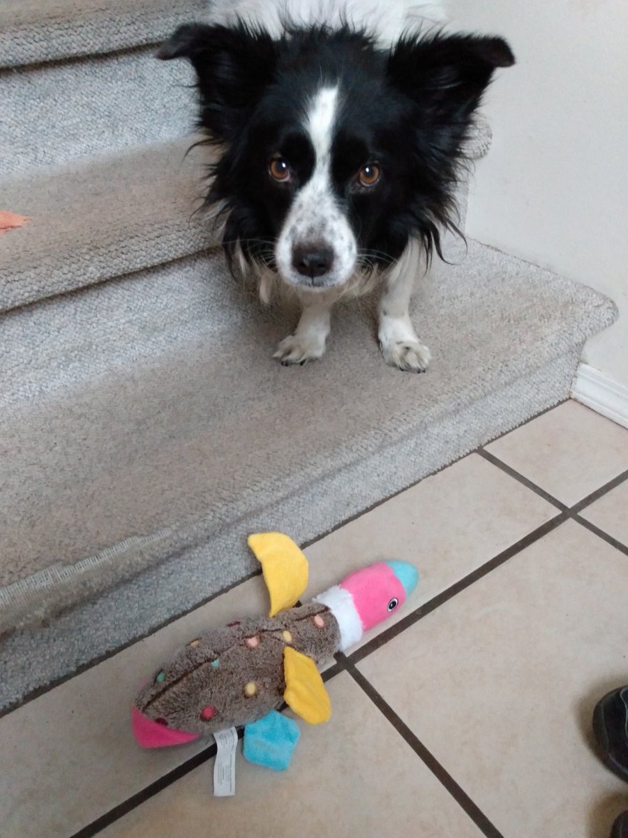 Merry Christmas Frens!🎅I got dis duck from SantaPaws!!😃 I want to take it outside Get Outta my way muvver 🙄😂🎄