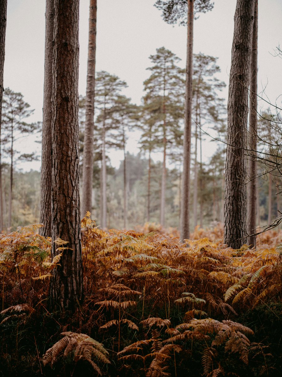 📍New Forest National Park, UK