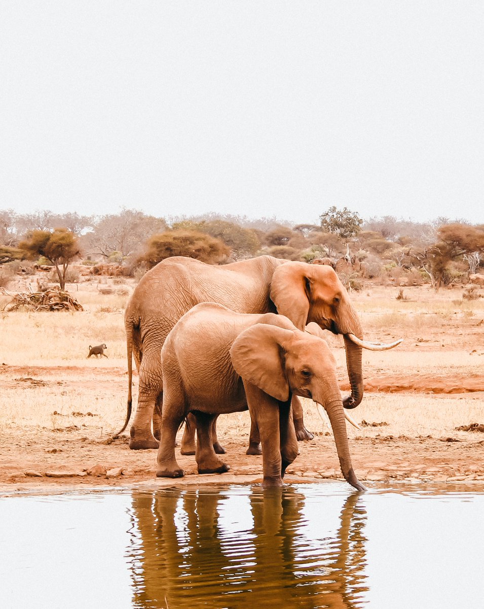 📍Tsavo, Kenya