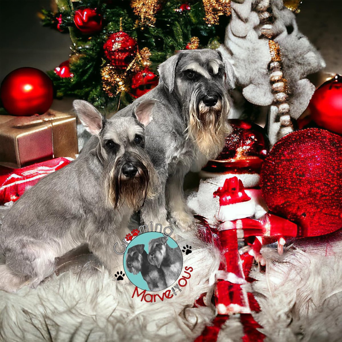 Merry Woofmas to all our pals from Alfie and Buster 🎄🎄🎄photo courtesy of our fab groomer Catrin