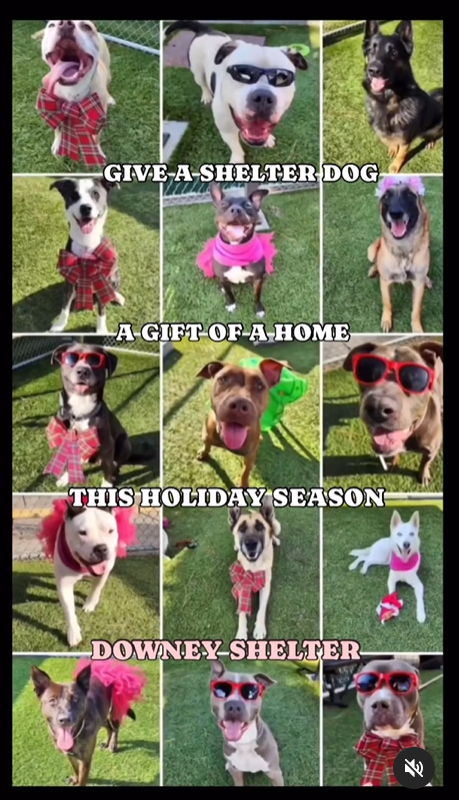 PhaedraXTeddy's tweet photo. #Downey #California #Deathrow
Hurry up and get a couple tomorrow!
2 is easier than one.
@GavinNewsom #GoNoKill for #Christmas and forever after! https://t.co/21HmNKz5LV