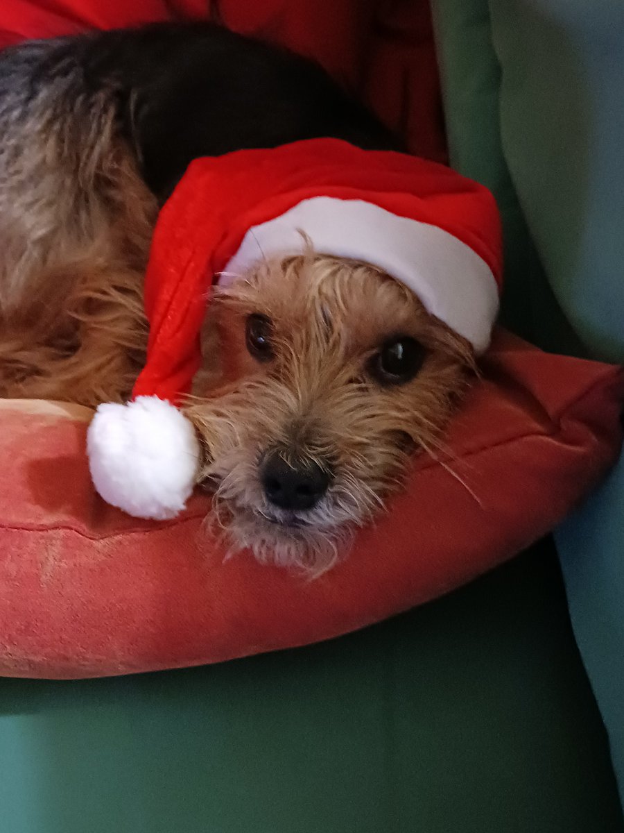 saralooon's tweet photo. Felis navidad para todos ustedes 🎄 pero la más feliz yo con el alma en casa y todas las sillas de la mesa ocupadas 🌟❤️ https://t.co/wOK1UgHZmM