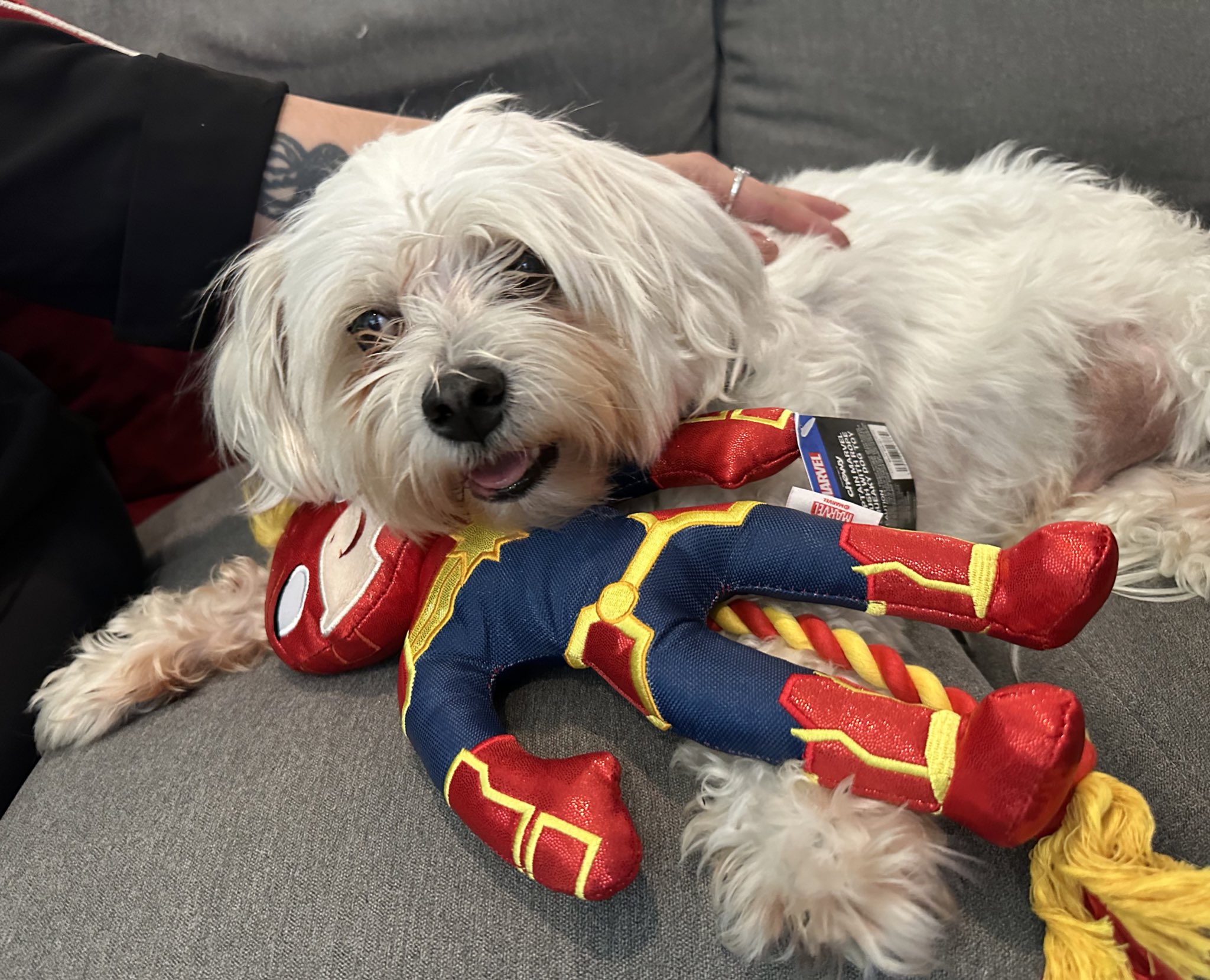 Captain marvel on sale dog shirt