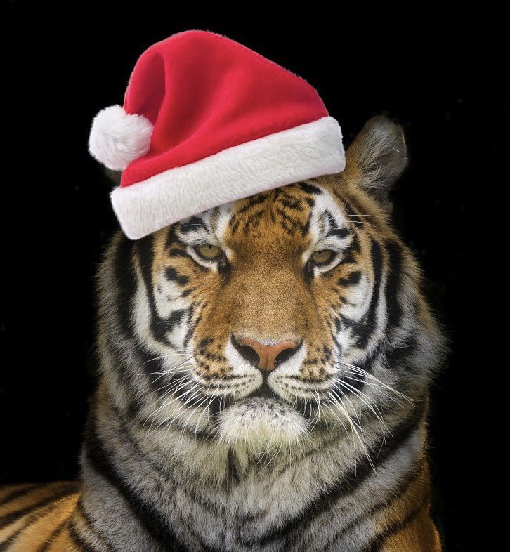 Merry Christmas from our Brotherhood Family to yours. We wish you a great time with family and friends today and a very Happy New Year! #BrotherhoodStrong🐅🏈
