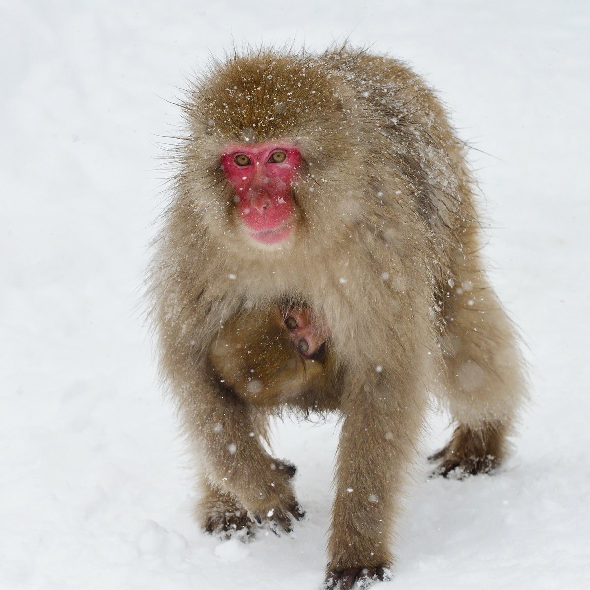 Hold on tight! 🐒 Japanese macaques, also known as snow monkeys, are highly dependent on their parents as infants. On rare occasions, some mothers may nurse their offspring for up to 2.5 years. #EarthCapture by nobody235monkeys via Instagram