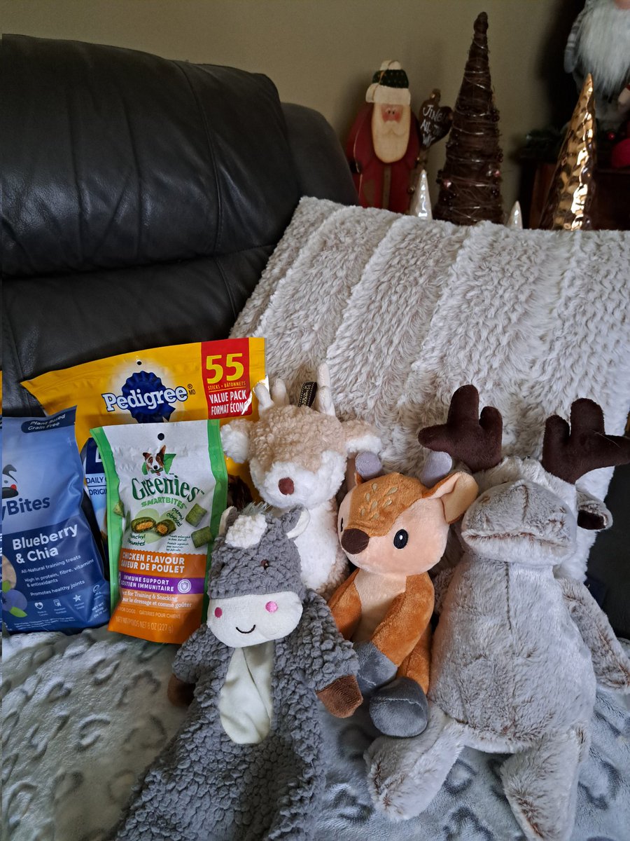suereformer's tweet image. Layla was on Santa's good list this year. She's still recuperating from having surgery to remove her dew claw. I'm praying for good news at the vets this week. It's hard to get a Potcake to relax. #rescuedog #potcake