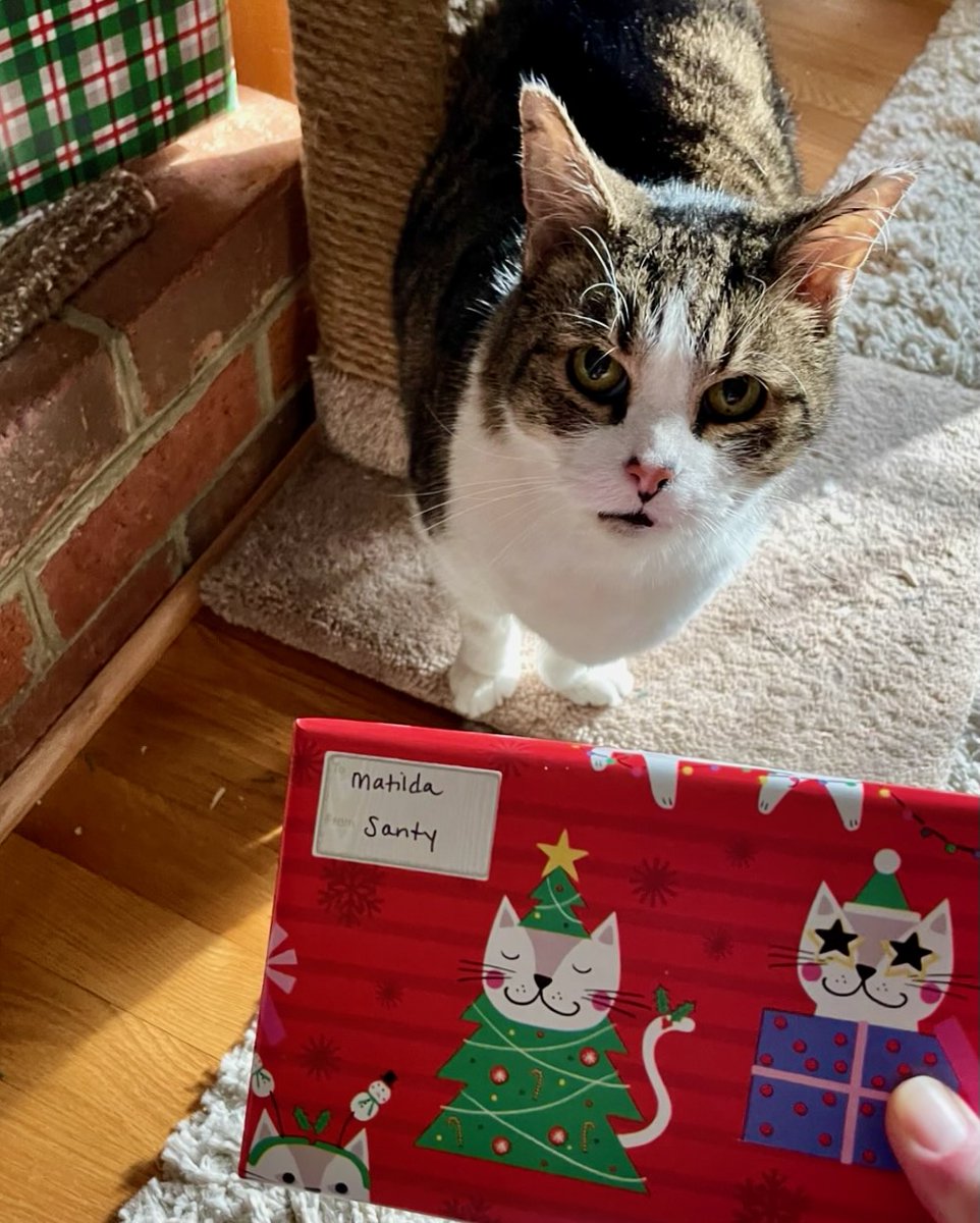 🎅'Mom, will you open it for me?' asks sweet Matilda.
Adopted in July, it's her 1st Christmas in her forever home for this sweet senior #cat! She's doing great (along w/her 3 #kitty sibs!). #MerryChristmas Matilda! #pets #adoptdontshop #va #virginia #HomeForTheHolidays #love #luv