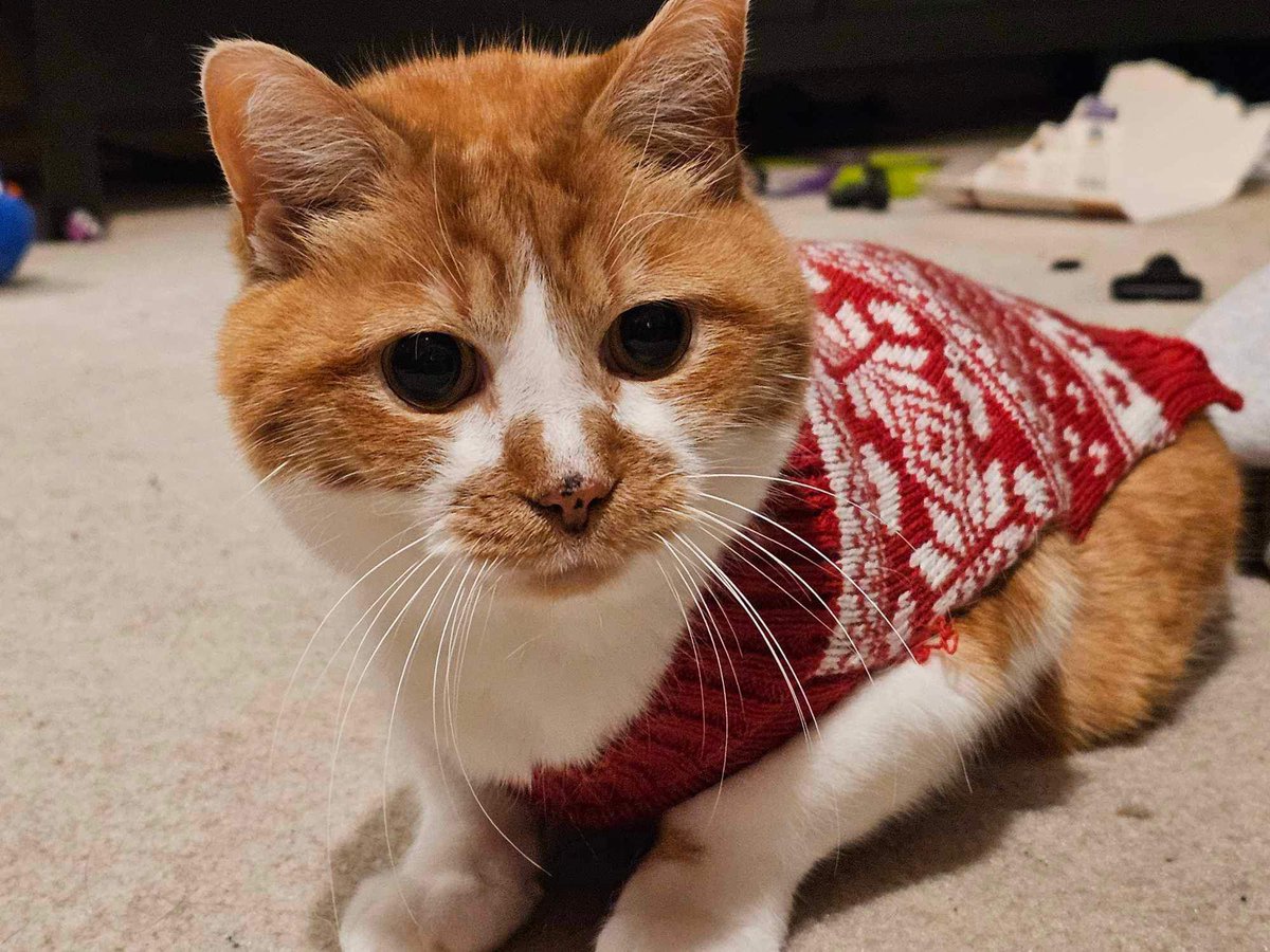 cupdates69's tweet image. Christmas cupdate