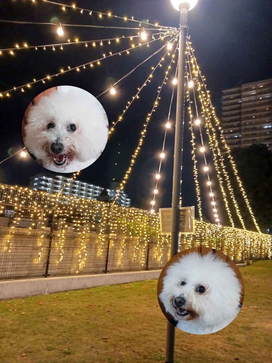 3Erumo3's tweet photo. #Bichonfrise  #erumo https://t.co/mijBVFS77N