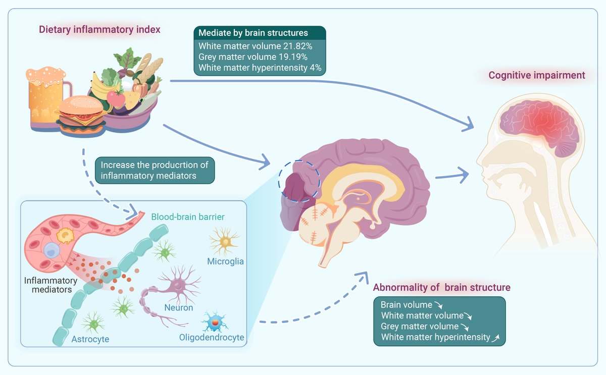 The_InnovationJ's tweet photo. New in The Innovation Medicine! The associations of energy adjusted dietary inflammatory index with brain structure and cognitive function.
Zheng et al. examined the associations between E-DII and MRI metrics of different brain regions, and further investigate the mediating of these #MRI metrics on the association between E-DII and #cognitive function. Read more @Innov_Medicine 
https://t.co/ak8mqSJqvb
#Immunity #brain #Health