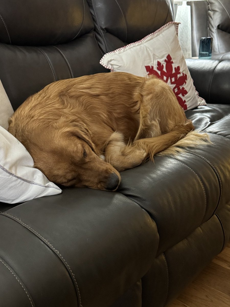 spwright88's tweet photo. Someone is pooped after 22 people in our house all day. https://t.co/Qik7a0PLXQ