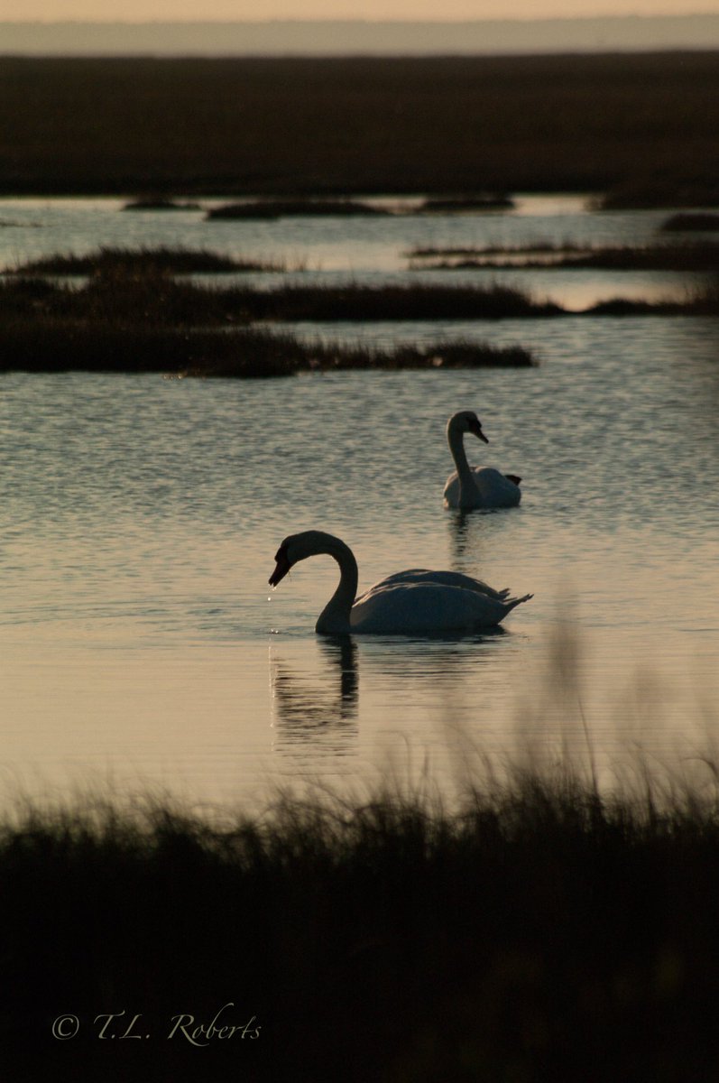 TL_Roberts's tweet image. Mute #Swans (Cygnus olor) at twilight on the marsh at Great Bay Blvd, #Tuckerton, #NJ.  
#birds #NaturePhotography #sunset #coastal #wetlands #SouthJersey