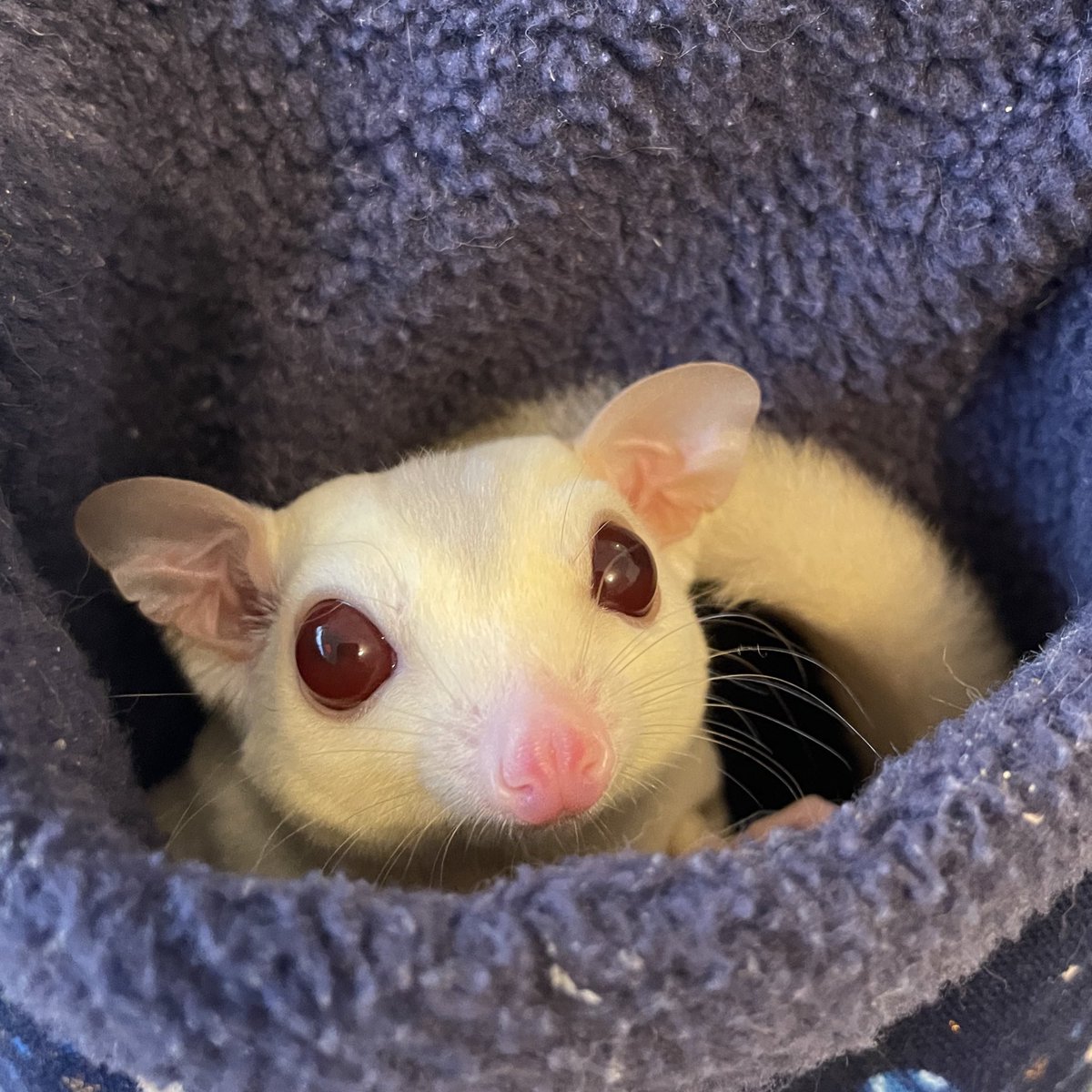 HamstarMelon's tweet image. Merry Christmas🎄
#ペグちゃん
#ハグちゃん
#フクロモモンガ