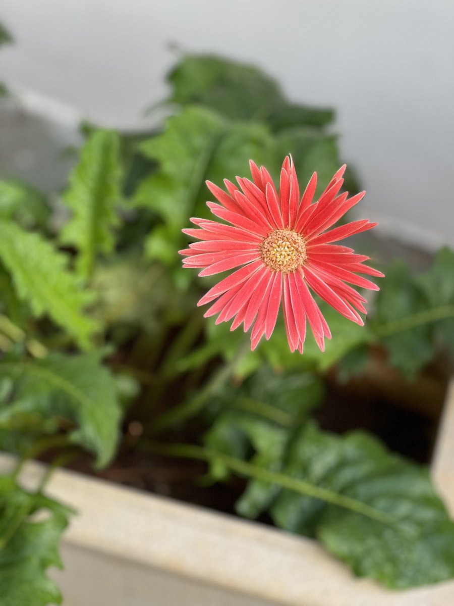 manoj_naandi's tweet photo. The laughter of the earth can be seen in flowers.

 -Ralph Waldo Emerson

Let’s all do our bit to keep Earth laughing. 

(all pics from my terrrace garden - magic of #RegenerativeAgriculture) https://t.co/WfhIgrCWng