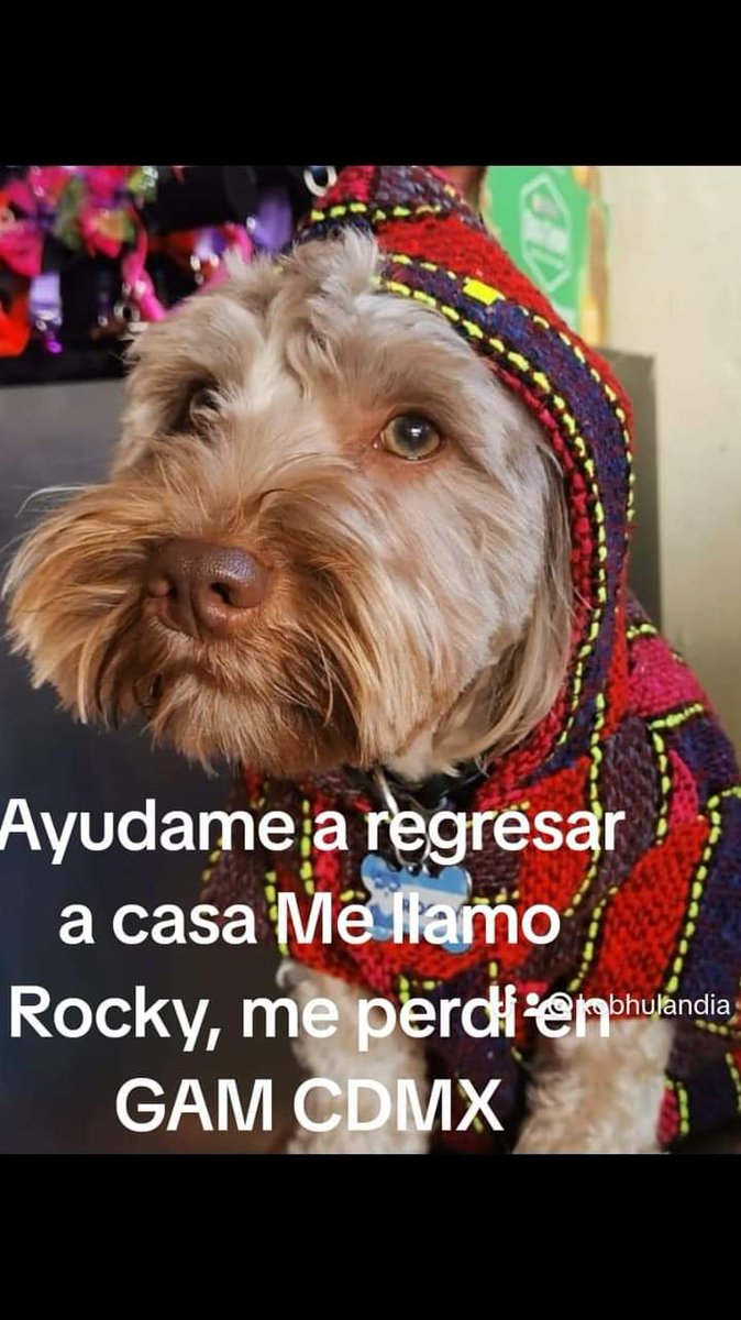 Dafne 🐶🐶🐶 tweet media