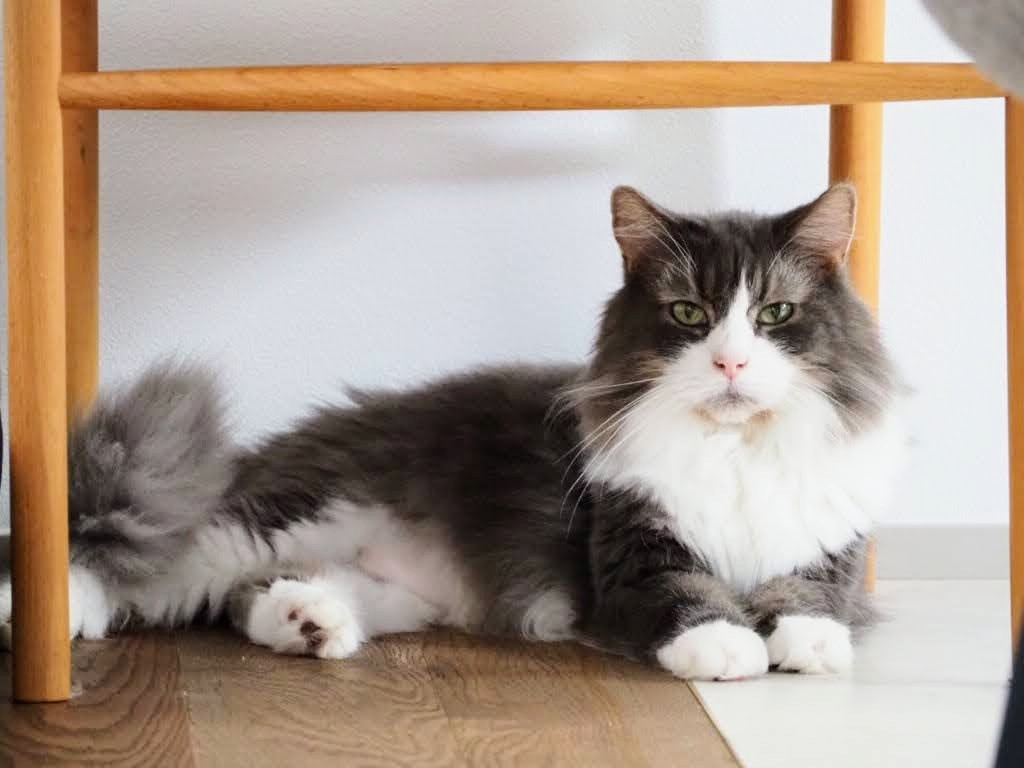 ことのし tweet media