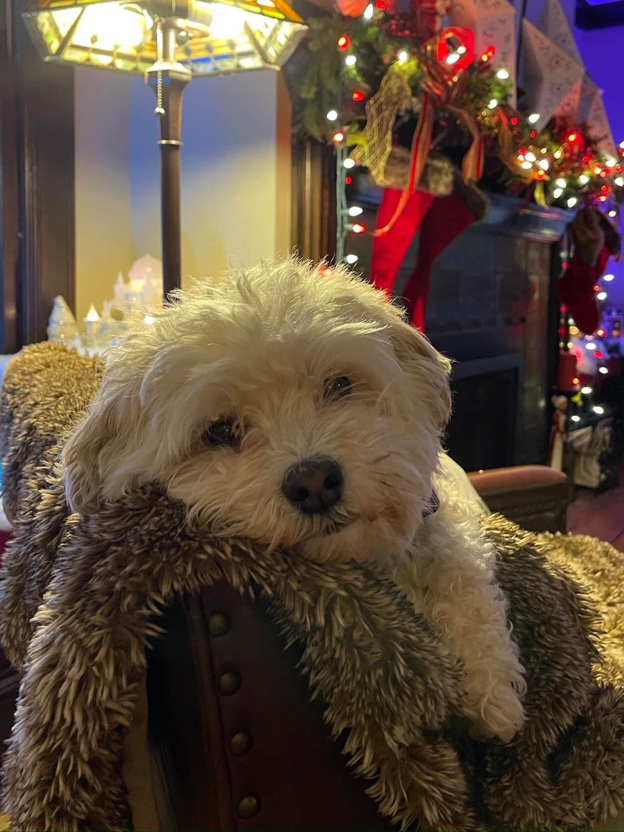 CraigBrendli's tweet photo. 🎄  From our family to yours, wishing you the Merriest of Christmases!  🎄

#merrychristmas #christmas2023 #poughkeepsie #poughkeepsieny #pkgo #poughtential #dutchesscounty #dutchesscountyny #hudsonvalley #hudsonvalleyny https://t.co/XHa4k04MOa