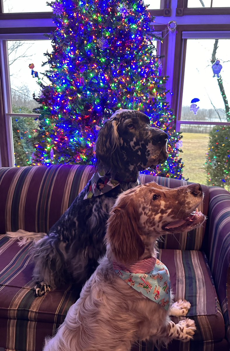 WhiteSoxSuz's tweet photo. Well, as Christmas dinner was started, we discovered Bob the Cat escaped out a screen. So we searched in the rain for a long time… and a Christmas Miracle! Merry Christmas & THANK YOU #HomeRunInn Frozen. https://t.co/gUteTWFIbk