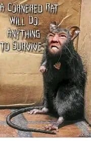 Rob (@rob_patto72) on Twitter photo 