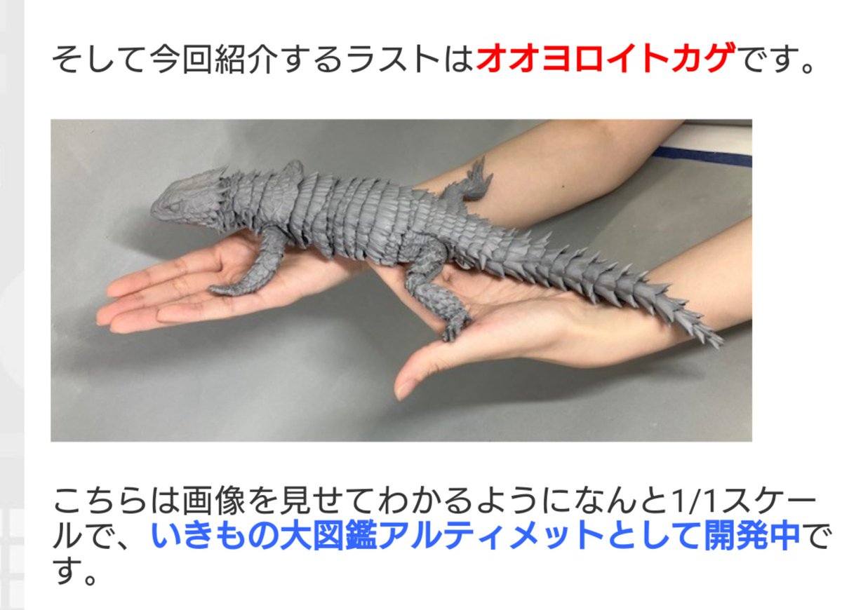 月末にいきもの大図鑑アルティメット『オオヨロイトカゲ』来る