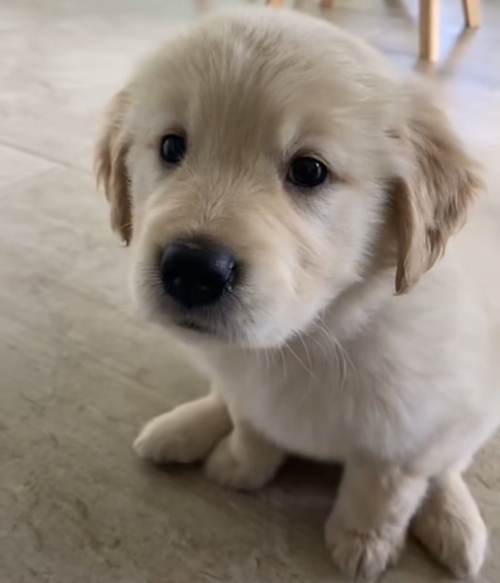 takemybear's tweet image. ตื่นได้รึยังล่ะ เช้าแลวนะ มีม๋าตุวนึมคิดถึง