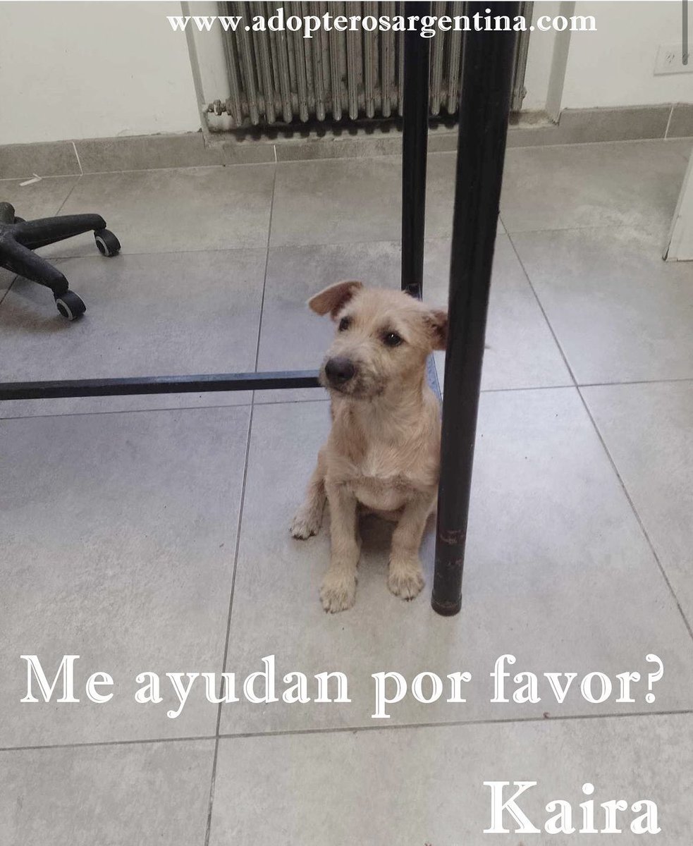 Adopteros Argentina tweet media