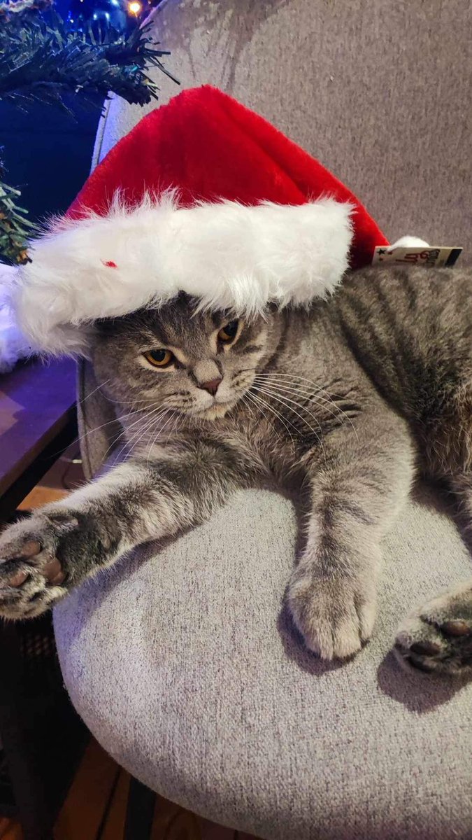 Songon_TV's tweet photo. @Julie_C_B Mais …. Vous avez volé mon chat ?? https://t.co/TNkfYSDsix