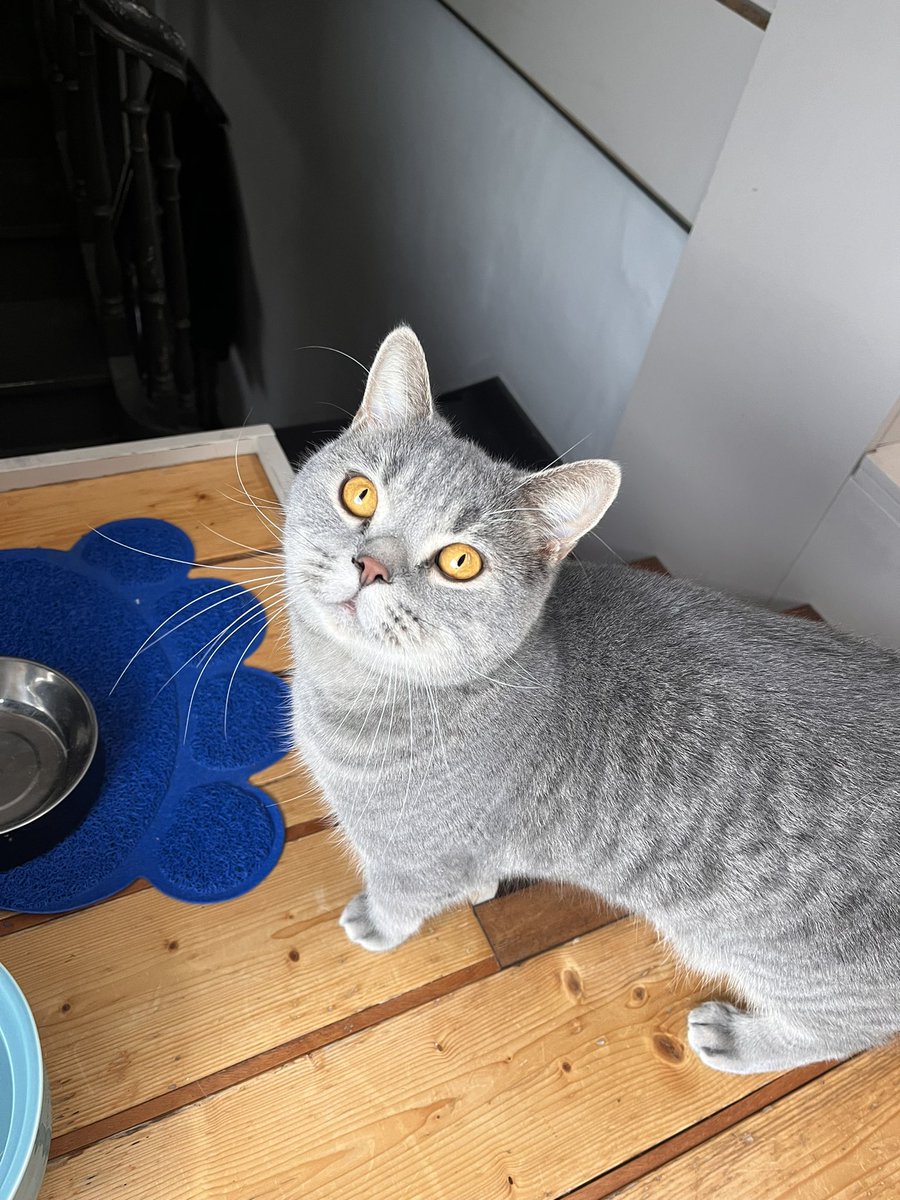 Songon_TV's tweet photo. @Julie_C_B Mais …. Vous avez volé mon chat ?? https://t.co/TNkfYSDsix