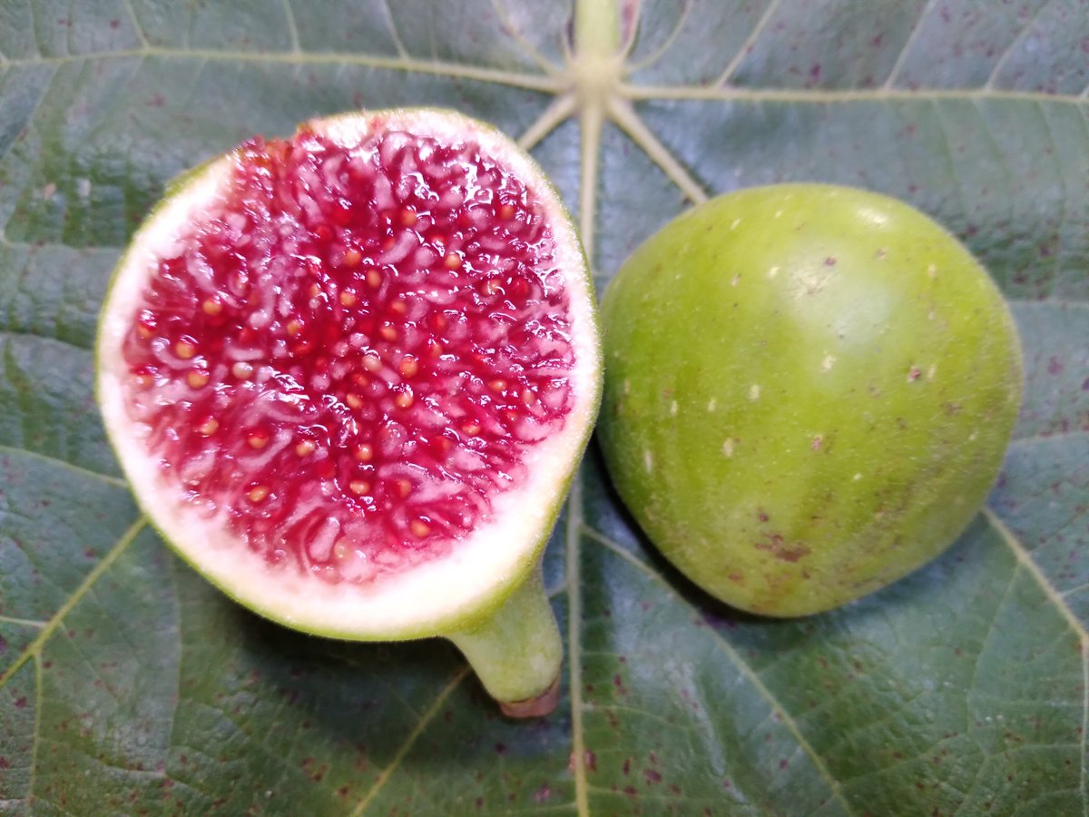 michaelfons's tweet photo. I just got a ripe fig from off another fig tree I grew from seed today.  Best Christmas present ever.  This is a seedling of a Turkish fig variety called Ispilya that I germinated 2 years ago.  Has a red jolly rancher flavor. Definitely a keeper. #figs #turkey #garden #fruits https://t.co/O3meN7d7Is