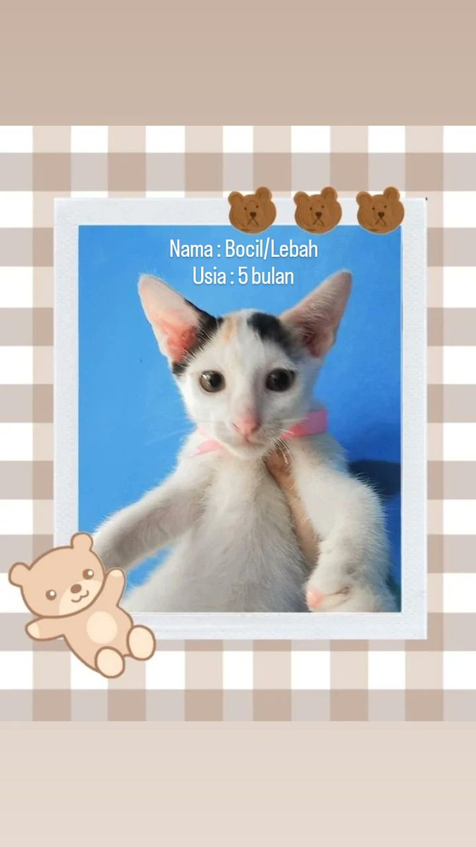 Mayoongi 🦋☘ tweet media