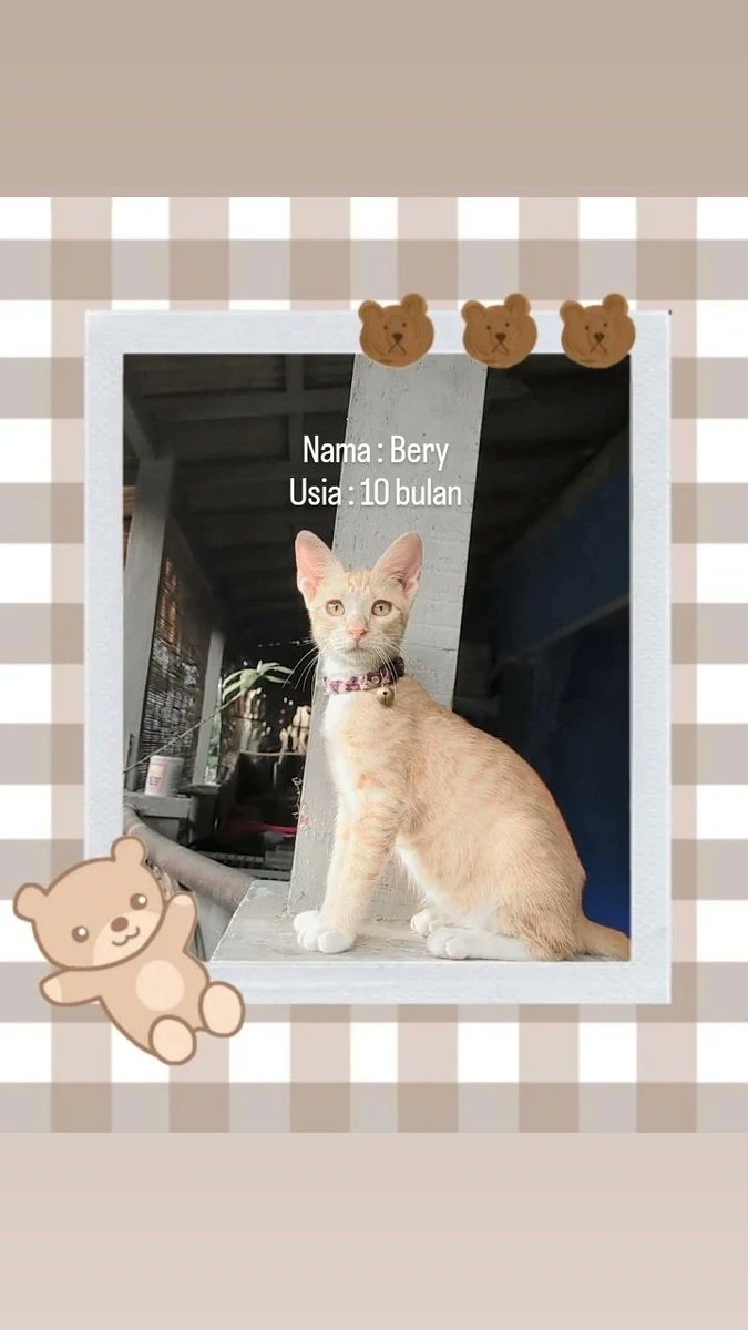 Mayoongi 🦋☘ tweet media