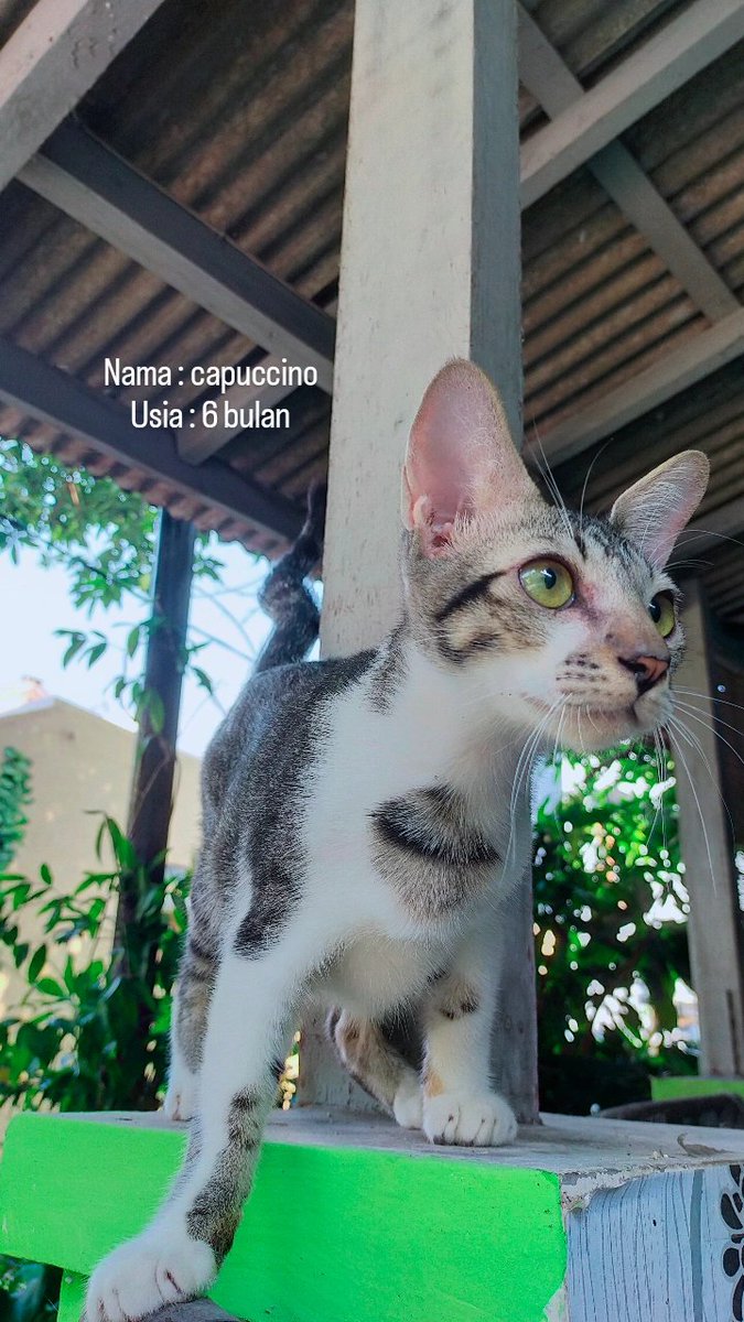 Mayoongi 🦋☘ tweet media