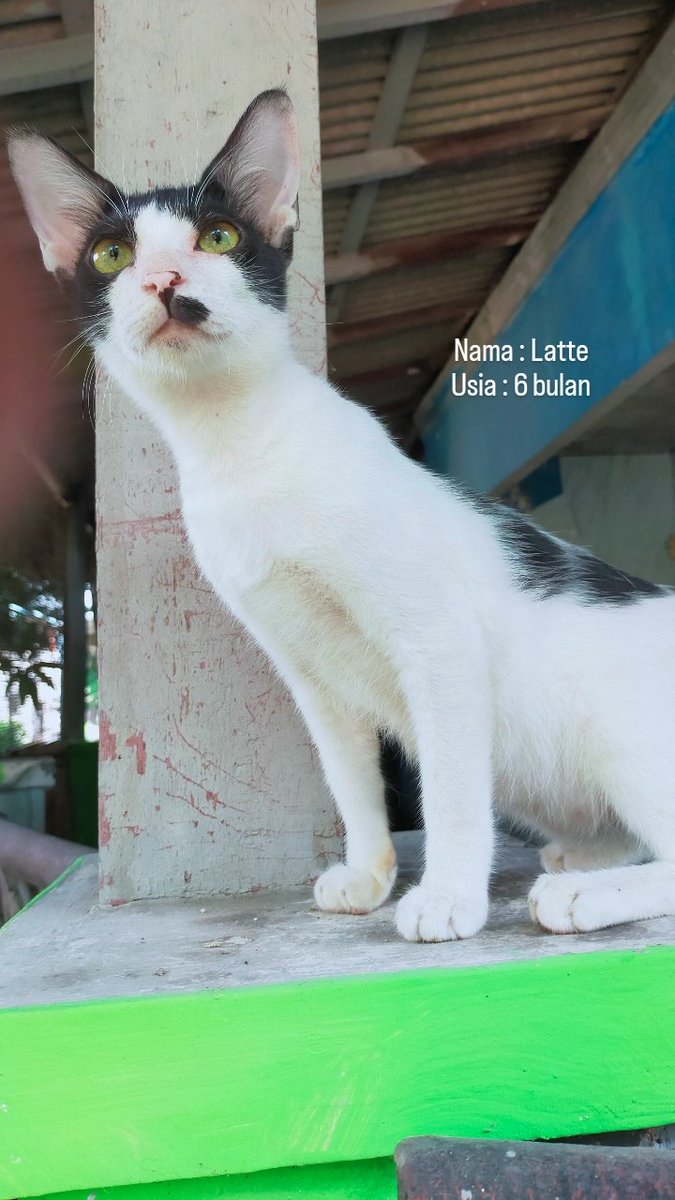 Mayoongi 🦋☘ tweet media