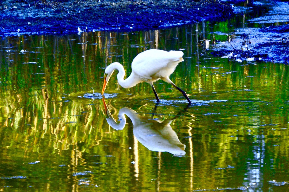 elviralount's tweet photo. #MerryChristmas from @elviralount @laurencekeane @utopiapictures. Wishing you a healthy and happy new year 🥳 🥂(Our Christmas card photos for this year). #WhiteEgret &amp; #GreatBlueHeron #JerichoBeachPark #vancouver #urbanwildlife #wildlifeneedwater https://t.co/oznpUazmJk