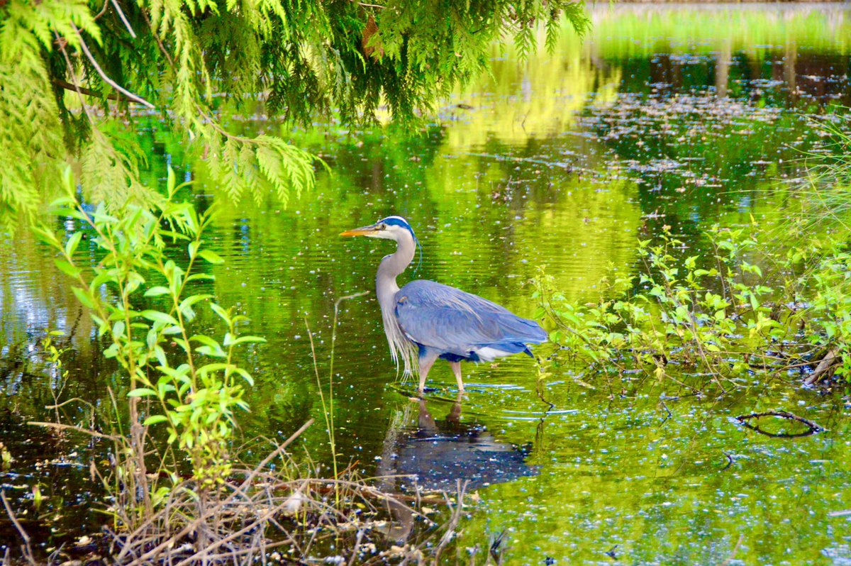 elviralount's tweet photo. #MerryChristmas from @elviralount @laurencekeane @utopiapictures. Wishing you a healthy and happy new year 🥳 🥂(Our Christmas card photos for this year). #WhiteEgret &amp; #GreatBlueHeron #JerichoBeachPark #vancouver #urbanwildlife #wildlifeneedwater https://t.co/oznpUazmJk