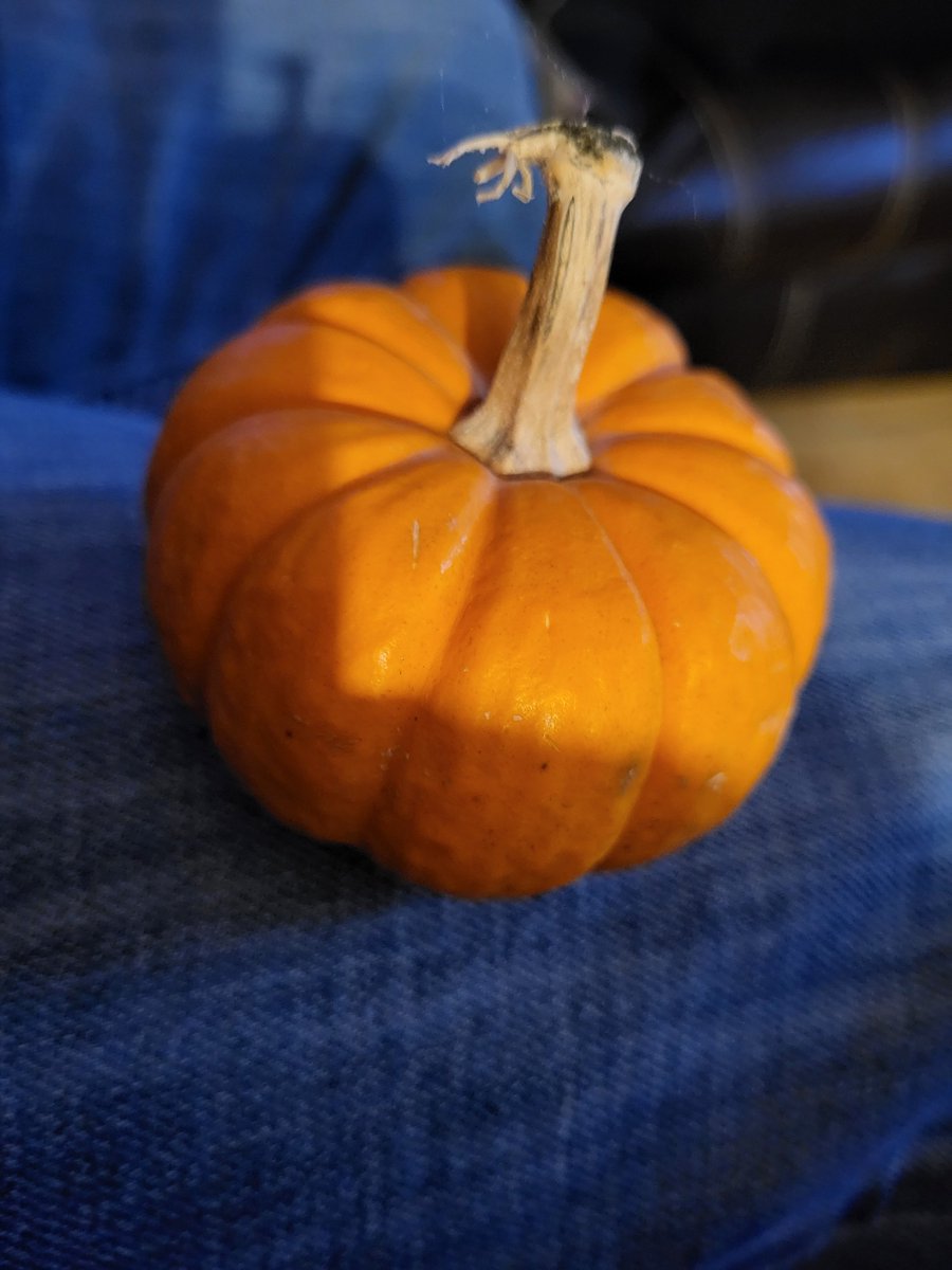 MissyJ47331084's tweet photo. Once upon a time, I went to Christmas dinner with BonePool at some friends house. They had a tiny pumpkin. I put that tiny pumpkin in my purse and brought it home. Shhh. 🤣🤣🤣
#tinypumpkin #stakewithBonePool https://t.co/33617zeYzv
