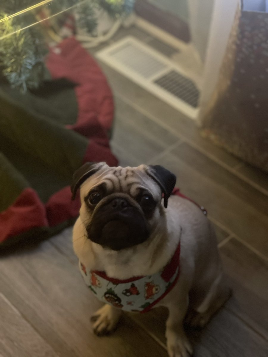 run_work_read's tweet photo. @notcapnamerica Merry Christmas from Mykonos and Duncan. It’s not easy getting both of them to pose in the same picture, especially one that is deaf and blind. 💜 https://t.co/BPLGJ4GIaj