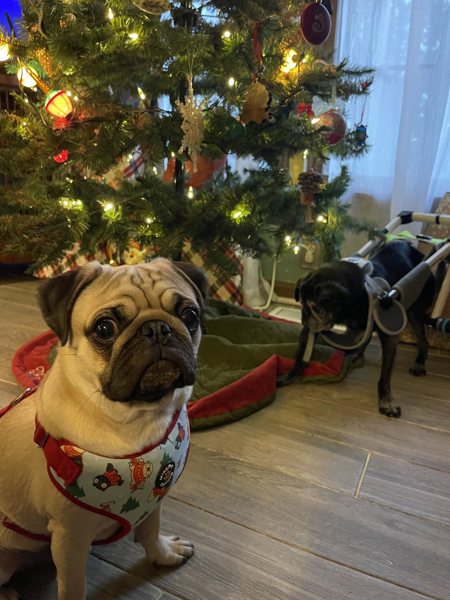 run_work_read's tweet photo. @notcapnamerica Merry Christmas from Mykonos and Duncan. It’s not easy getting both of them to pose in the same picture, especially one that is deaf and blind. 💜 https://t.co/BPLGJ4GIaj