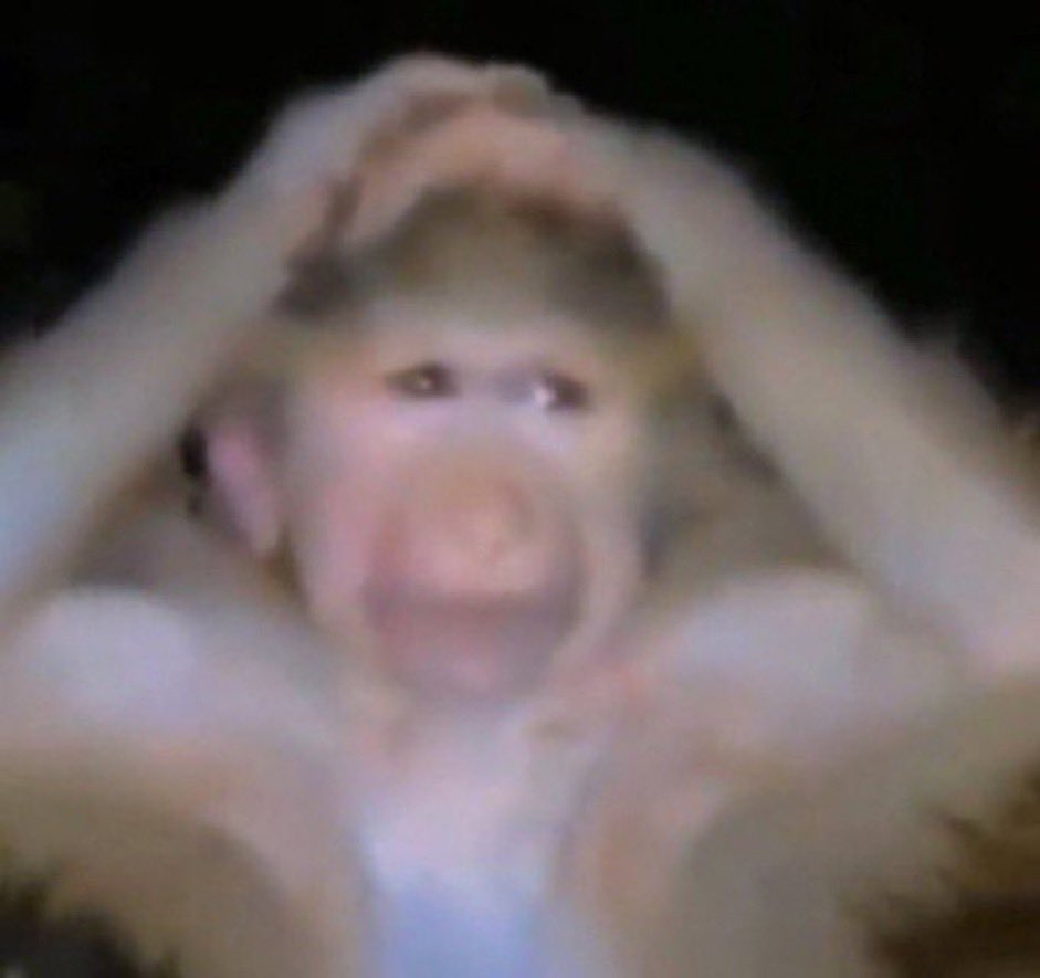 KoiiFish4's tweet image. Merry Christmas 🎄