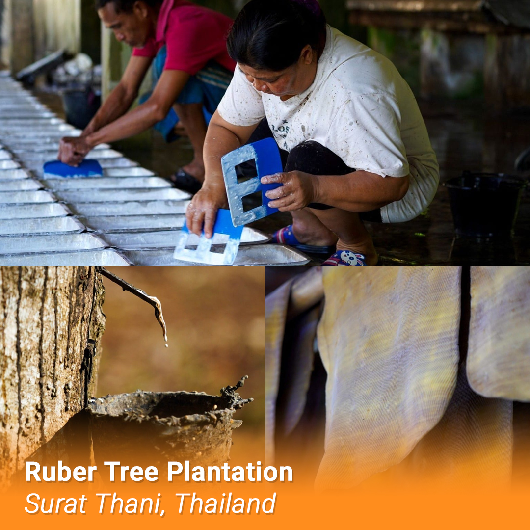 pdesgroup's tweet photo. Did you know Thailand is one of the biggest rubber producers and exporters in the world? Due to its tropical climate as well as effective and advanced cultivation methods, the rubber tree plantation has flourished since it was first introduced to the country in the early 1900s. https://t.co/OVyCMEUuEG
