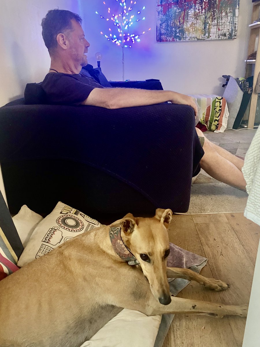 TraceyLeeAU's tweet photo. #LeftoversDay is turkey croissants while โฆ@andygreenpointโฉ watches the cricket and โฆ@goblin_thegreyโฉ watches me carefully for table treats https://t.co/IJ82BaXdib