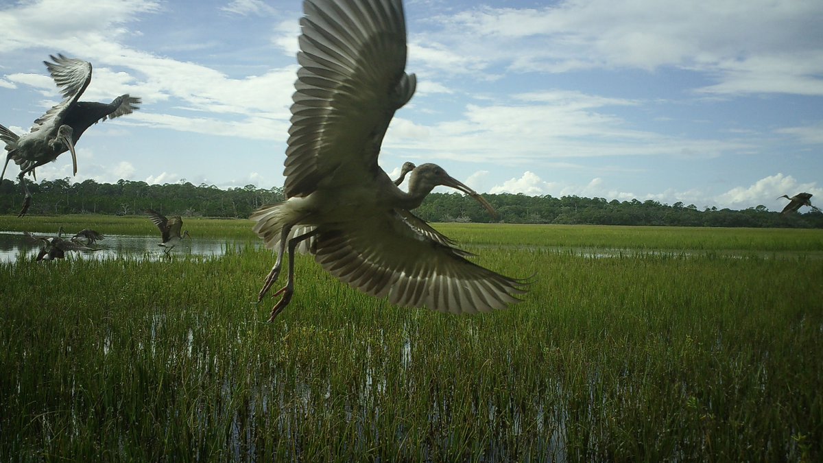PewStates's tweet photo. Conserving wetlands in coastal states helps protect and restore critical wildlife habitat. 

And that's not all.

It also creates cultural and economic benefits to surrounding communities. 

https://t.co/U0DFe8vdxg

📸 National Estuarine Research Reserve System https://t.co/XDJN9oOI2i