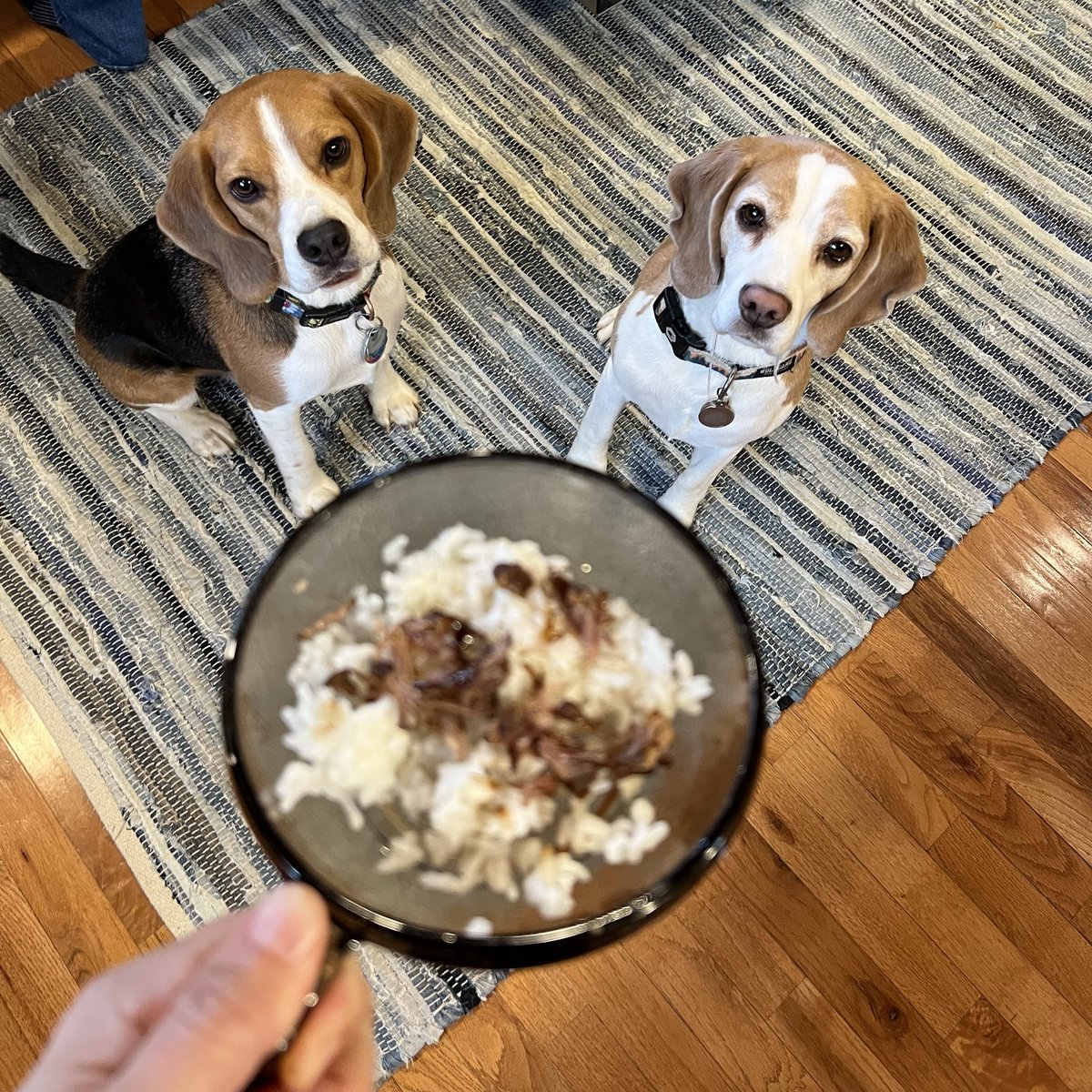 Christmas short ribs! Delicious, but disappointingly small in quantity.