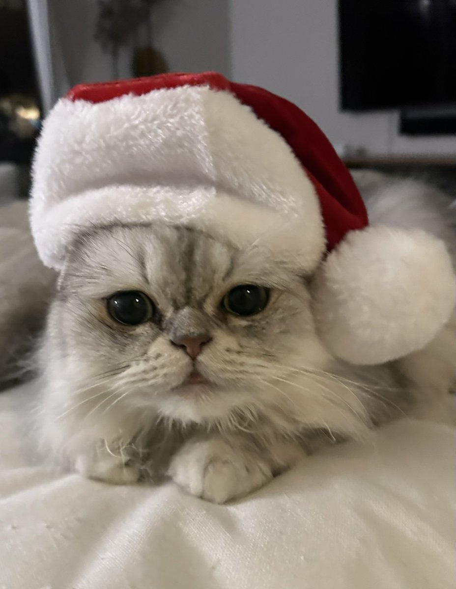 TomMarsLaw's tweet image. #CatsofChristmas