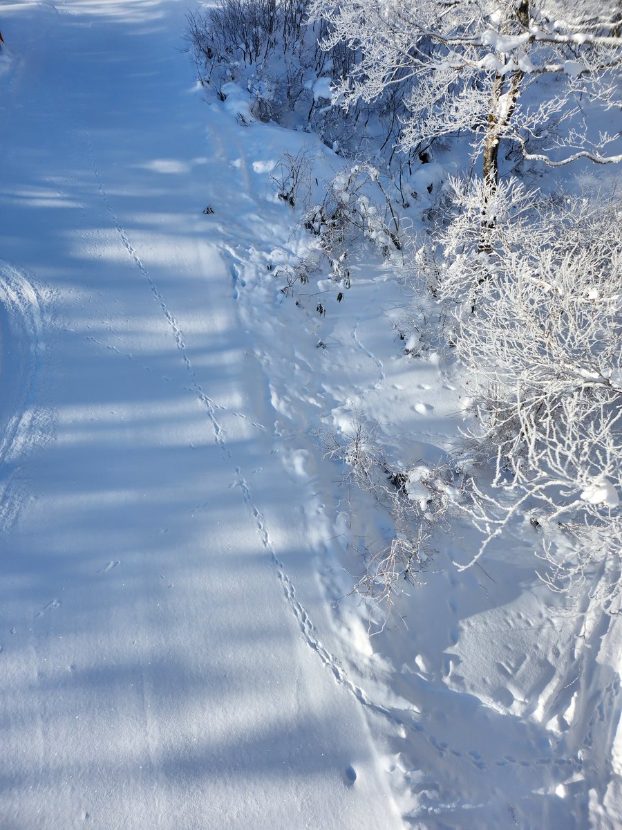 Alpine environments are fascinating. The capacity to adapt and grow in sub zero temperatures is incredible.  Love to know how fauna survive (see tracks).