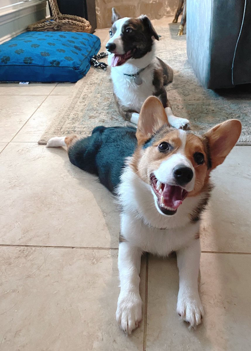 Merry Christmas everyone!!💜 Posting this a bit late because of back to back family gatherings.💀 But I hope y’all are doing well and have had a wonderful day.♥︎ I had some extremely belated introductions to some cute pupperonies today. They say hewwo~