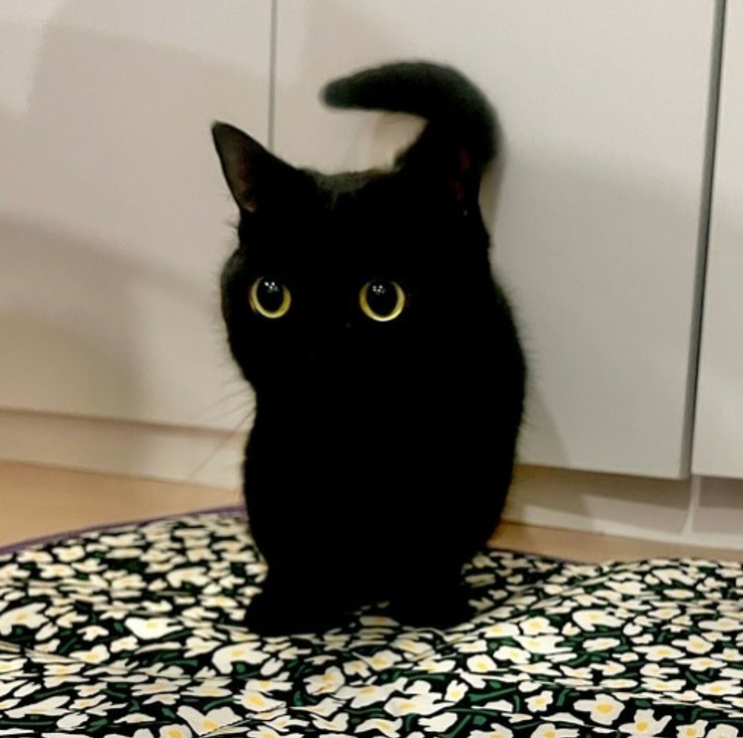 catshealdeprsn's tweet image. 